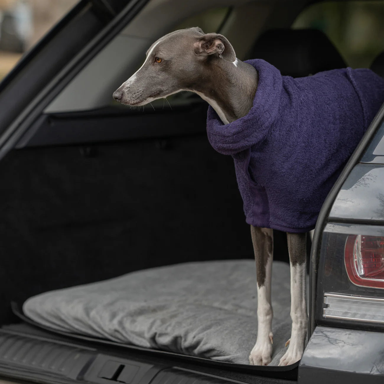 Dog drying coat Blackberry